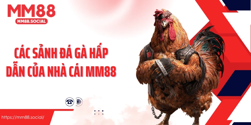 Các sảnh đá gà hấp dẫn của nhà cái MM88