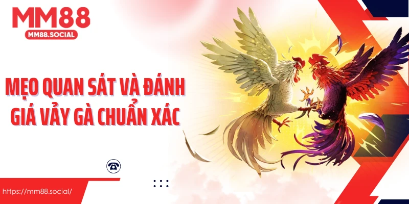 Mẹo quan sát và đánh giá vảy gà chuẩn xác