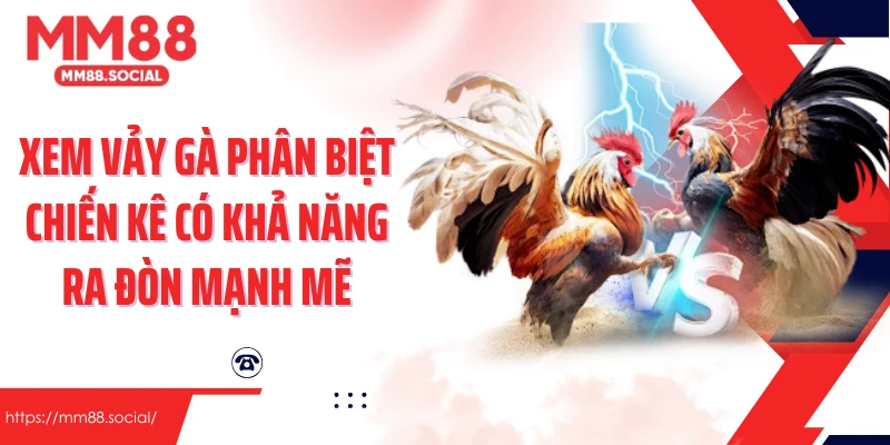 Xem vảy gà phân biệt chiến kê có khả năng ra đòn mạnh mẽ