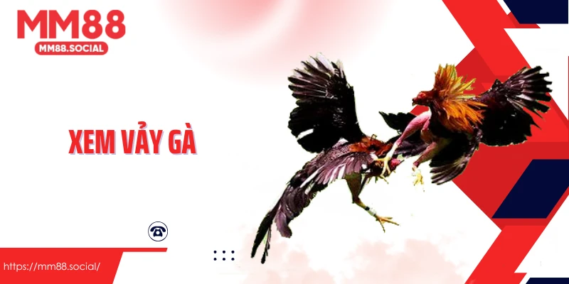 Xem Vảy Gà Và Những Bí Quyết Nhận Diện Chiến Kê Tiềm Năng